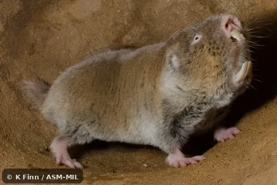 Click to learn more about this species Formerly Cryptomys hottentotus mahali, Southern African Mole-rat. Also as Mahali Mole Rat.