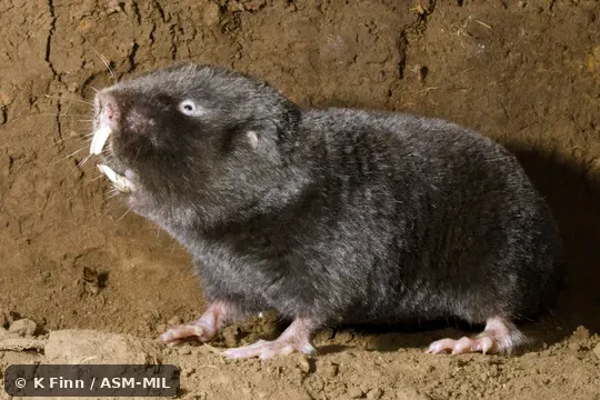 Click to learn more about this species Formerly Cryptomys hottentotus natalensis, Southern African Mole-rat. Also as Natal Mole Rat.