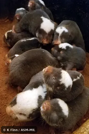 Formerly Cryptomys damarensis. Also as Botswanan Mole-rat · Damaraland Blesmol · Damara Mole Rat. Formerly Cryptomys damarensis. Also as Botswanan Mole-rat · Damaraland Blesmol · Damara Mole Rat.