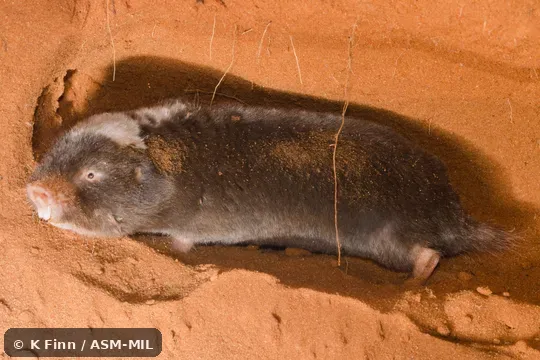 Click to learn more about this species Formerly Cryptomys damarensis. Also as Botswanan Mole-rat · Damaraland Blesmol · Damara Mole Rat.