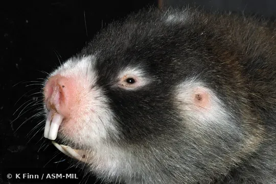 Click to learn more about this species Also as Cape Blesmol.