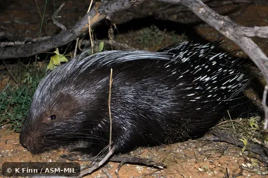 Click to learn more about this species Also as Cape Crested Porcupine, South African Porcupine, Southern African Porcupine.