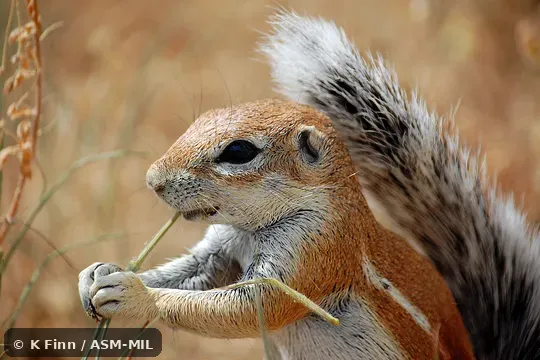 Click to learn more about this species Formerly Xerus inauris.