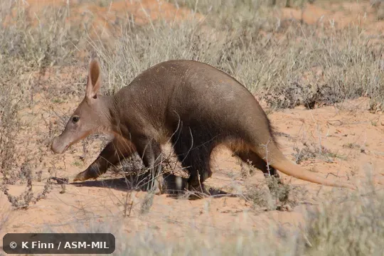 Click to learn more about this species Also as Antbear.