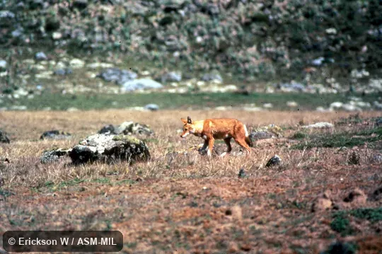 Side view, walking in field. Also as Simien Fox|Simien Jackal|Abyssinian Wolf|Abyssinian Red Fox.