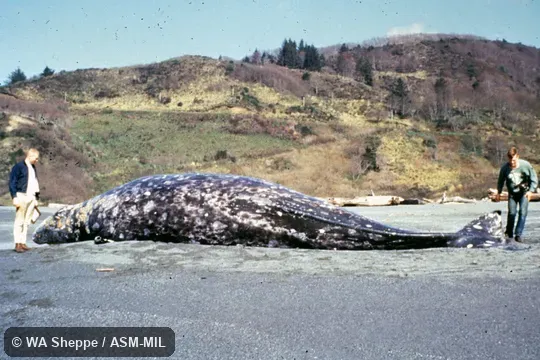 Specimen washed up on Pacific beach, two people nearby for scale. Formerly in order Cetacea. Formerly in Eschrichtiidae. Also as California Gray Whale|Devilfish|Hard-head|Mussel Digger|Rip Sack|Scrag Whale. Specimen washed up on Pacific beach, two people nearby for scale. Formerly in order Cetacea. Formerly in Eschrichtiidae. Also as California Gray Whale|Devilfish|Hard-head|Mussel Digger|Rip Sack|Scrag Whale.