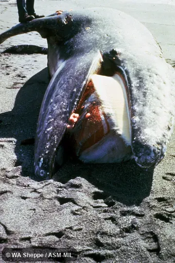 View of open mouth, showing baleen.  Formerly in order Cetacea.  Formerly in Eschrichtiidae.  Also as California Gray Whale, Devilfish, Hard-head, Mussel Digger, Rip Sack, Scrag Whale.