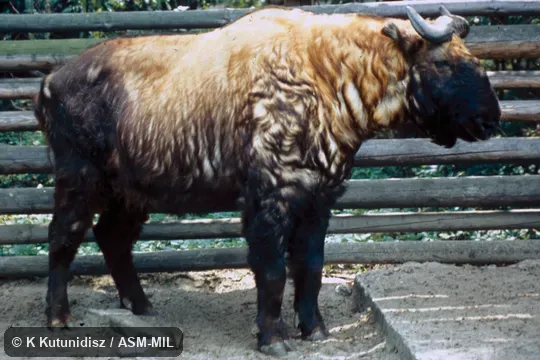 Side view of male.  Budorcas taxicolor taxicolor.  Also as Mishmi Takin.
