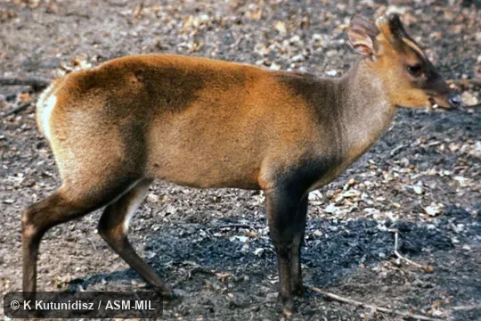 Side view of male; canine visible, antlers shed.  Muntiacus vaginalis nigripes.  Formerly Muntiacus muntjak nigripes.  Also as Muntiacus nigripes, Black-footed Muntjac.