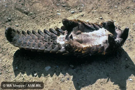Underside of dead specimen.  Formerly as Manis temminckii.  Also as Temminck's Pangolin|Cape Pangolin.
