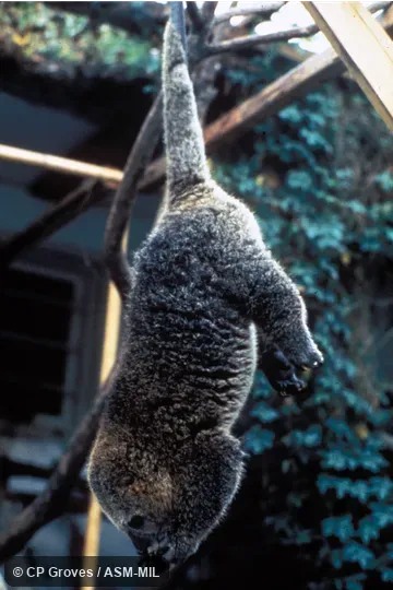 Side view of captive individual hanging by tail.  Also as Large Celebes Cuscus|Sulawesi Bear Cuscus.