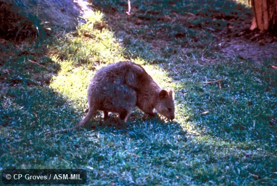 Side view of animal on grass.  Also as Short-tailed Pademelon|Short-tailed Wallaby.