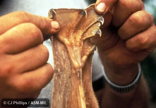 Close-up of palmer surface of manus.  Also as Sunda Flying Lemur.