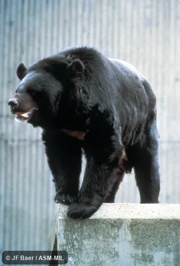 Oblique view of male standing on all fours.  Also as Himalayan Black Bear|Moon Bear|White-breasted Bear|Asiatic Black Bear.