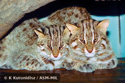 Close-up front view of a pair.  Prionailurus bengalensis euptilurus.  Formerly Leopard Cat.