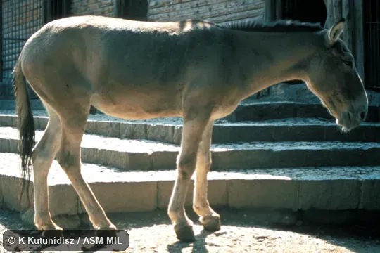 Full side view of male.  Also as Asian Wild Ass.
