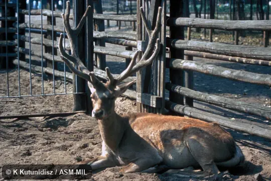 Male lying down.  Cervus hanglu yarkandensis.  Formerly Cervus elaphus yarkandensis, Red Deer.  Also as Cervus yarkandensis, Yarkand (Red) Deer|Tarim (Red) Deer.