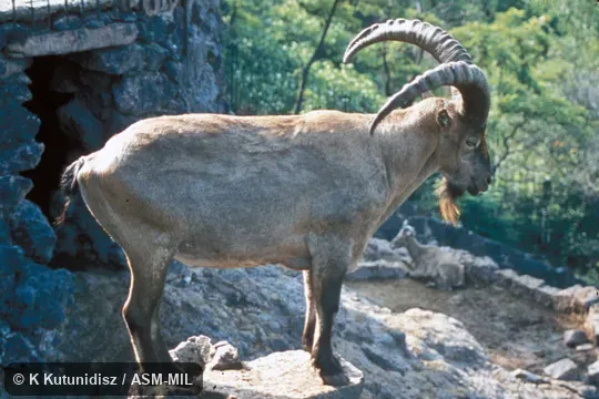 Side view of male standing. Also as Caucasian Ibex|Severtzov's Tur|West Caucasian Tur|Western Tur.