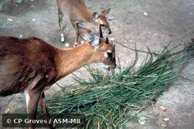 Side view of male feeding Side view of male feeding