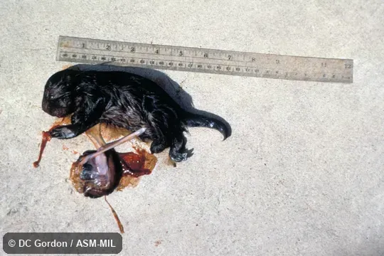 Side view of fetus including umbilical cord and placenta, with scale.  Also as Quiller|Quill Pig.