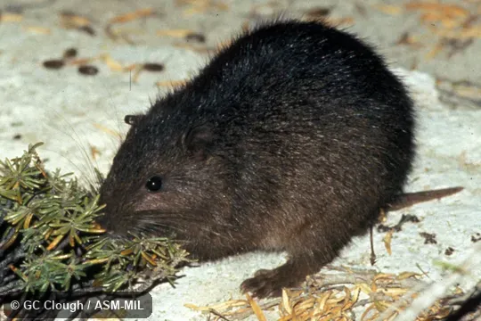 Oblique view, foraging.  Formerly in Capromyidae.  Also as Ingraham's Hutia.
