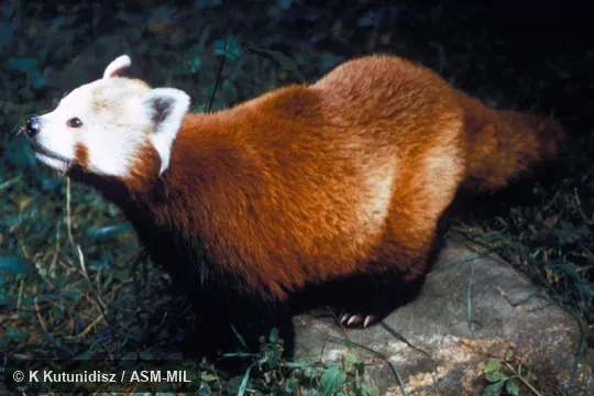Oblique view, foraging.  Also as Lesser Panda|Fire Fox|Golden Dog|Bear Cat|Himalayan Red Panda.