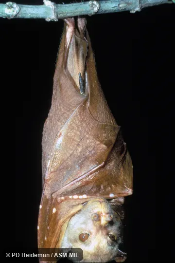 Hanging, with wings wrapped around body