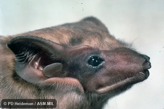 Side of head Side of head