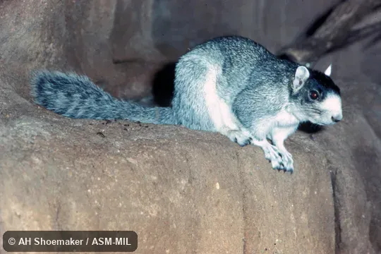Side view.  Sciurus niger niger.  Also as Fox Squirrel|Stump-eared Squirrel.  Also as Parasciurus niger.