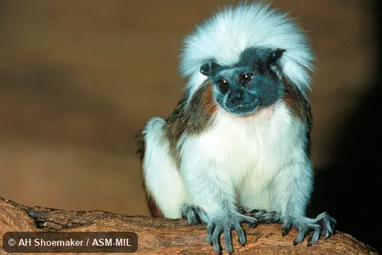 Front view.  Also as Cotton-headed Tamarin|Cottontop Tamarin.  Formerly Cebidae (Callitrichinae).