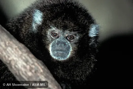 Frontal head view.  Formerly Callicebus donacophilus.  Also as Bolivian Gray Titi|Bolivian Titi|Bolivian Titi Monkey|d'Orbigny's Titi|Reed Titi.