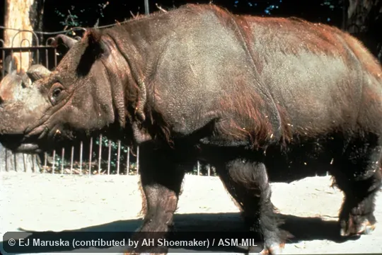 Side view.  Als as Asiatic Two-horned Rhinoceros|Hairy Rhinoceros.
