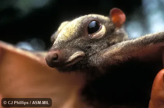 Oblique view of head.  Also as Sunda Flying Lemur.