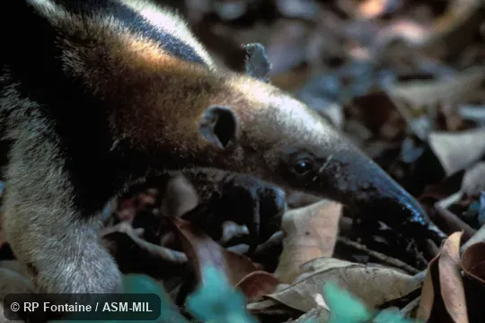Close-up of head.  Also as Mexican Anteater.