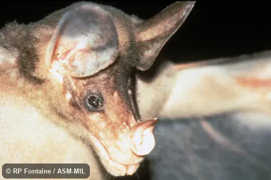Close-up of head.  Also as Great False Vampire Bat|Great Spectral Bat|Linnaeus's False Vampire Bat.