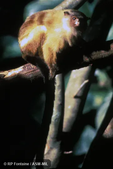 Oblique view of male on tree branch.  Also Formerly Callithrix melanura.  Formerly Cebidae (Callitrichinae).