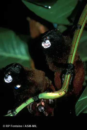 Front view of adult male and female clinging to branch, showing feet. One has neck tags.  Formerly Leontocebus fuscicollis.  Also as Brown-mantled Tamarin|Hershkovitz's Saddle-back Tamarin|Saddleback Tamarin|Acre Saddle-back Tamarin|Ávila-Pires's Saddle-back Tamarin|Gray-fronted Saddle-back Tamarin|Lako's Saddle-back Tamarin.  Formerly Cebidae (Callitrichinae).