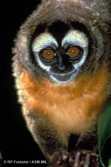 Close-up of female's face, hands also show.  Formerly in Cebidae.  Also as Black-headed Owl Monkey|Night Monkey|Owl Monkey.