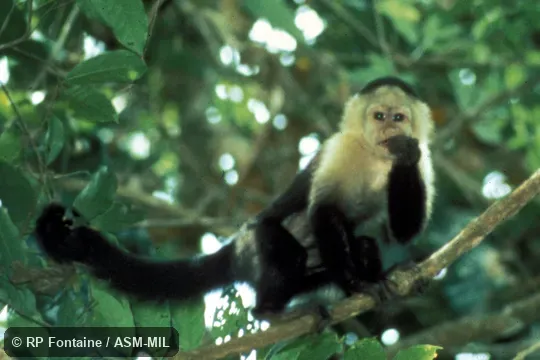 Oblique view of juvenile female standing on tree branch. Formerly as Cebus imitator, Panamanian White-faced Capuchin.  Also as White-headed Capuchin|White-throated Capuchin.