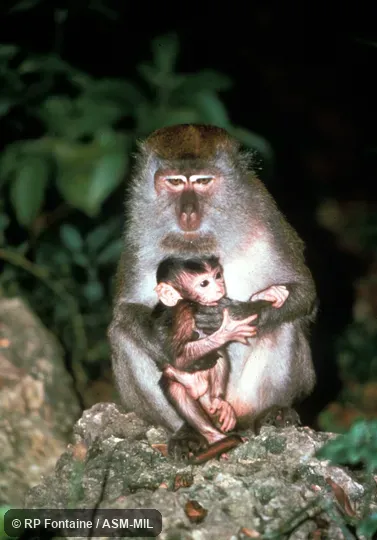 Front view, adult female with infant. Feet show well.  Also as Crab-eating Macaque|Longtail Macaque.