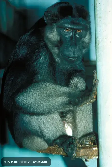 Oblique view of animal sitting.  Also as Gray-armed Macaque|Buton Macaque|Muna-buton Macaque|Muna-butung Macaque.