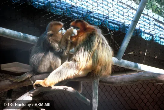 Two individuals grooming.  Also as Golden Monkey.