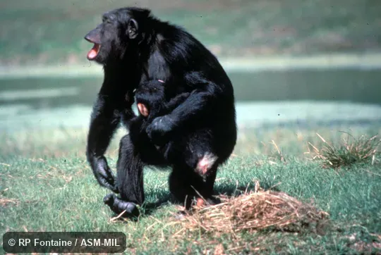 Adult female carrying infant, walking bipedally and "pant-hooting".  Also as Common Chimpanzee.