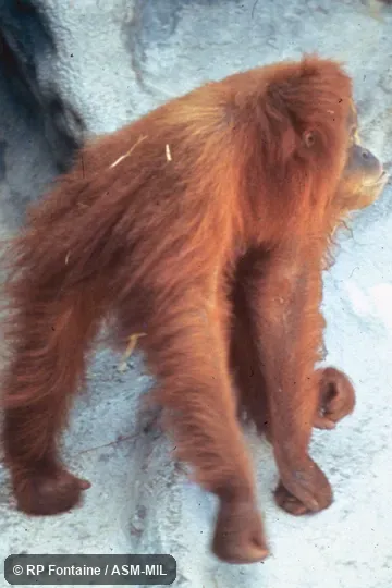 Adult female knuckle-walking