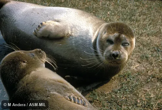Close-up view of head and foreflippers; 2 animals.  Also as Lake Baikal Seal|Nerpa.
