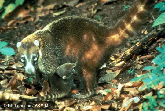Side view of female nursing infant.  Also as Coatimundi.