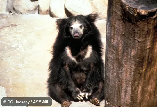 Front view of bear sitting up.  Also as Honey Bear|Lip Bear.