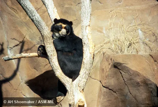Bear sitting in tree.  Also as Spectacled Bear.