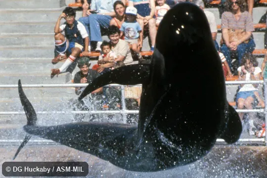 Animal jumping above aquarium tank.  Formerly in order Cetacea.  Also as Pacific Pilot Whale|Southern Blackfish|Southern Pothead Whale.