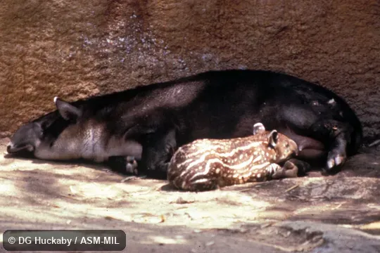 Female nursing young, lying on ground; also as Tapirella bairdii.  Also as Baird's Tapir.